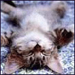 Mc_Cat